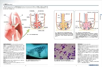 Amazon.co.jp: 最新 くわしい猫の病気大図典: 豊富な写真とイラストで